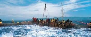 TONNO ALL'OLIO DI OLIVA VASETTO IN VETRO Gr.190 X 3 Pzz.