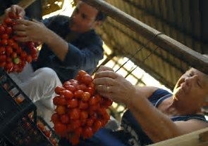 POMODORINO PELATINO PUGLIESE Gr. 280 3 conf. € 9,90