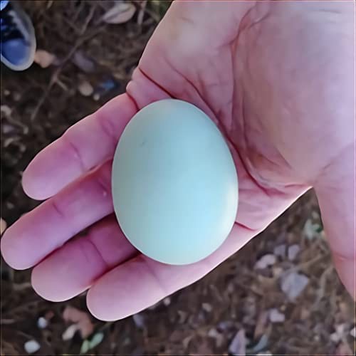 UOVA ARAUCANA E MARANS ARRICCHITE DI OMEGA - 3 DA ALLEVAMENTO ALL'APERTO "48 pezzi"