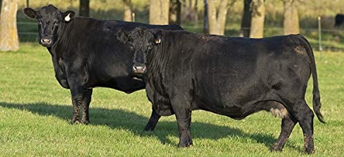 Carne di Angus Americano Hamburger USA gr.0,250