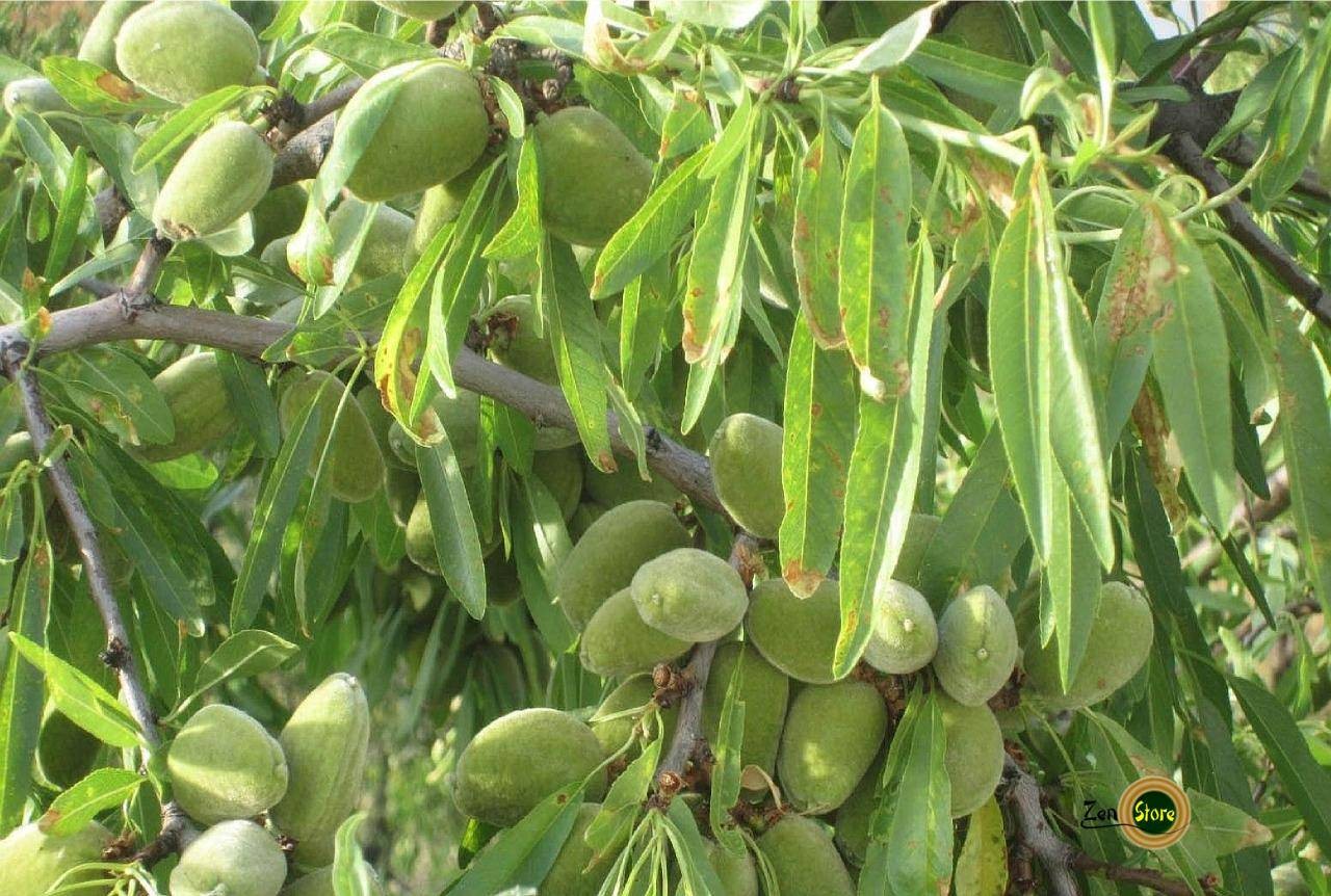 Mandorle di Puglia Tostate e Salate qualità extra 1Kg