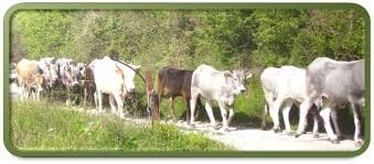 ASIAGO DOP FORMAGGIO DOLCE 2 Conf. 0,250 Kg.