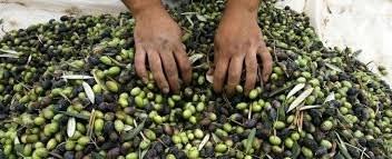 Olio Extravergine di Oliva Volare 3 x 100 ml Aromatizzati, Affiorato Limone Basilico.