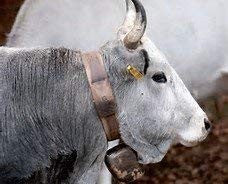 CACIOCAVALLO STAGIONATO IN GROTTA Kg. 1,90/2,200 Circa