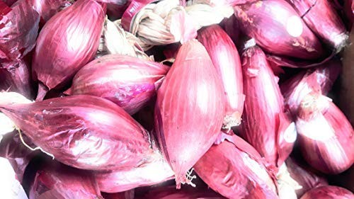 Cipolle di Tropea Kg. 2,5