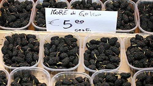 GELSO NERO DI PUGLIA OFFERTA SOLO IN QUESTO PERIODO CONF. DA 0,250 Gr. 4,99