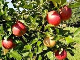 MELE RED LA TRENTINA STARK DELICIUS 65/70 OFFERTA 2 KG € 4,80