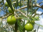 Olive Nocellara in salamoia Mercaldi Gr 550
