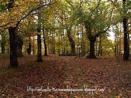 Castagne di Prima scelta "Marroni" 1 Kg