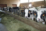 Azienda Agricola Bonat - Parmigiano Reggiano - 24 mesi - kg 4,5/5 (ottavo)