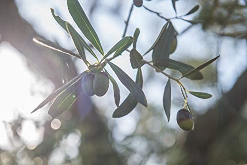Ciccolella - ORANGE CRU - Olio Extravergine di Oliva di alta qualità- blend di CORATINA e OGLIAROLA BARESE - 100% Prodotto Itali