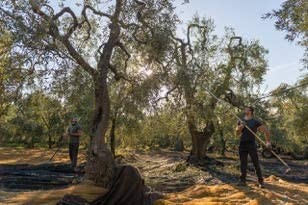 Ciccolella - ORANGE CRU - Olio Extravergine di Oliva di alta qualità- blend di CORATINA e OGLIAROLA BARESE - 100% Prodotto Itali