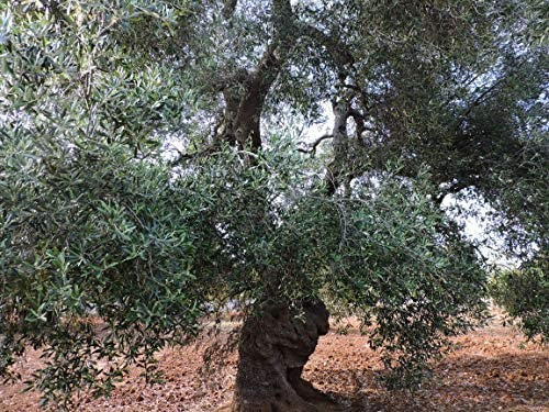 Olio extravergine di oliva 100 % ITALIANO (5 Litri)