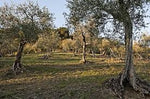 FRANTOIO GALANTINO-Lattine-Oli agli Agrumi e Oli alle Erbe Aromatiche-Olio al PEPERONCINO lt. 0,25