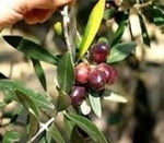 Olive Denocciolate “ Varietà Peranzana” in salamoia Mercaldi Gr 550